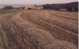 Pic: hay field near Lurs
