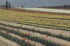 Pic: Tulip mother bulbs grown in Provence for export to Holland